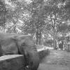 Elephant at the Bronx Zoo circa 1957-8
